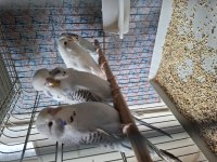 Kaliteli jumbo muhabbet kuşu yavrular