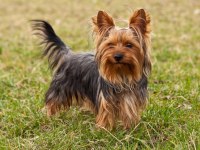 1 Yaşında Yorkshire Terrier Oğlumuz Ailesini Arıyor