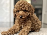 Toy Poodle Yavrular