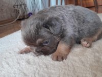 FRENCH BULLDOG FLUFFY LİLAC TAN