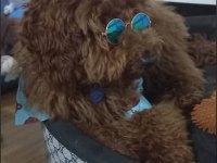 9 aylık poodle tüm aşıları kontrolleri yapıldı