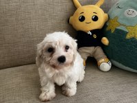 Yavru Kore Maltese