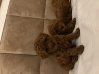 0 numara poodle dişi yavrum son kaldı anne 3 baba 2 kg