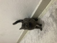 Uysal british shorthair kedimiz