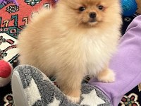 Pomeranian boo köpeğimiz
