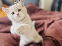 3 aylık british shorthair yavru