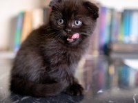 Scottish Fold Dünyalar Tatlısı
