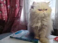 5 yaşında dişi safkan iran (persian) kedisi