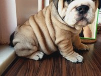 MÜKEMMEL KALİTE İNGİLİZ BULLDOG YARULARIMIZ