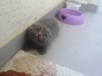 Scottish fold dişi yavrumuz