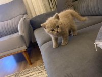 Dünyalar güzeli scottish fold kızımız yuvasını arıyor