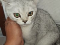 BRİTİSH SHORTHAİR YAVRUMU SAHİPLENDİRİYORUM