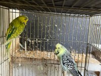 Takım Jumbo Muhabbet Kuşu