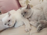 Acil Eş British Shorthair Kedilerim
