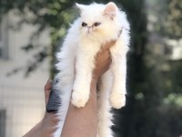 Sağlıklı iran kedisi yavrular