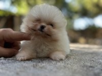 Sağlık Ve Irk Garantili Buram Buram Kalite Köpekler
