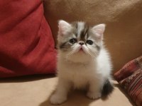 Exotic shorthair minnoşlar