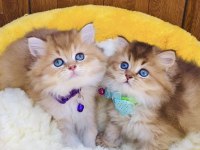 Üst düzey golden NY12 Brıtısh shorthair 