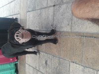 Cane corso cins köpeğimiz