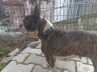Dişi 2 yaşında french bulldog
