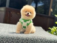 Yavru Pomeranian Boolarımız