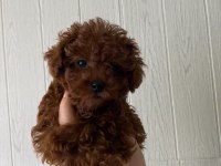 Toy poodle ev ortamında