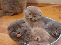 Safkan scottish fold yavru kediler