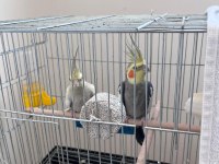 Acil Satılık Yavru Garantili Çift Sultan Papağanı