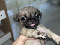 Orijinal saf ırk pug yavrular