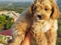 MALTİPOO DİŞİ YAVRU