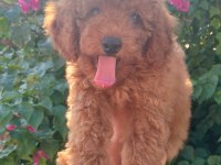 3 aylık dişi toy poodle