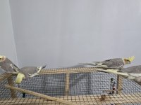 Yavru sultan papağanları 4 aylık