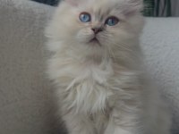 British longhair golden point
