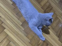 3 Aylık Dişi British Short Hair