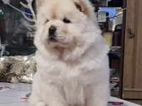 Şirin Çin Aslanı (Chow Chow) Yavrularım