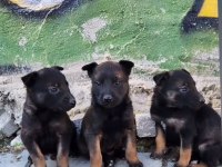 Irk Ve Sağlık Garantili Ak47 Belçika Kurdu