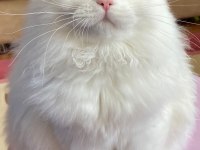 British longhair oğlumuza gelin adayı arıyoruz