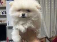 50 günlük teddy bear pomeranian