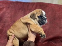 Üst kalite ingiliz bulldog bebekler