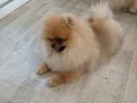 Pomeranian boo köpeği