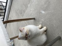 Exotic shorthair / scottish fold