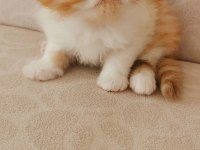 45 günlük safkan exotic shorthair