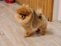 Teddy Bear Pomeranian Yavruları
