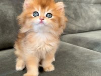 Golden ny12 erkek bebek british longhair