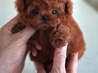 Toy Poodle Köpeği