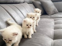 2 aylık british longhair bebekler