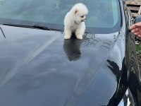 Sevimli pomeranian boo