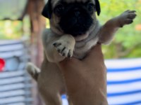 Son dişi bebek a kalite pug