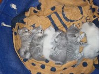 27 günlük british shorthair yavrularımız