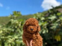 Toy poodle yavrularımız